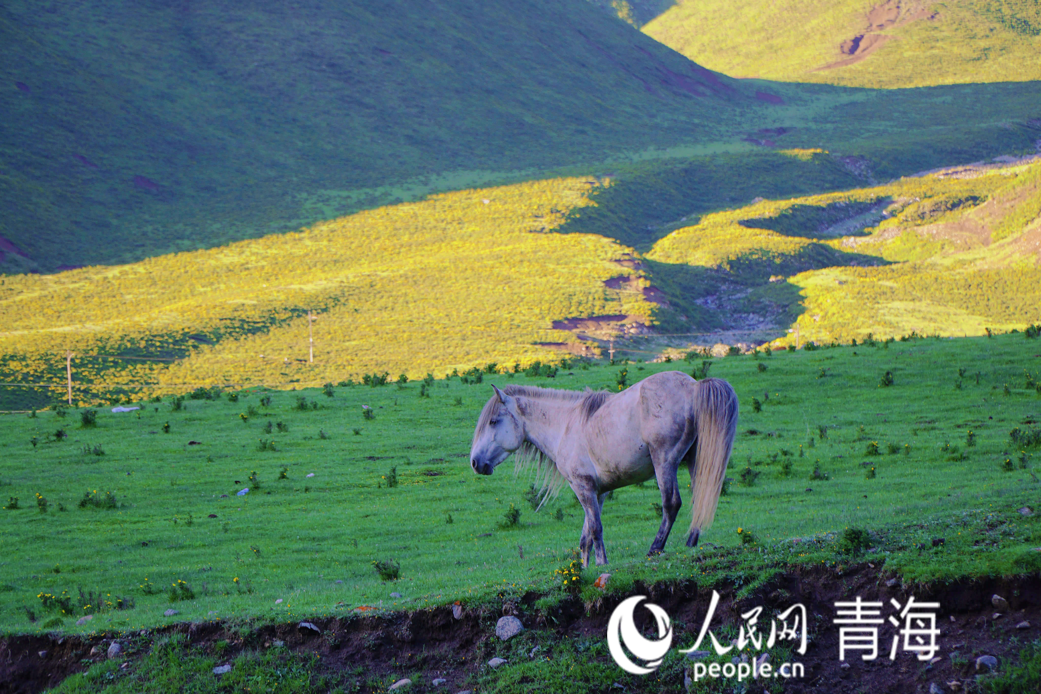 清晨吃草的馬兒。人民網(wǎng) 況玉攝