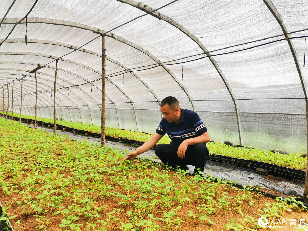 郭占福正在觀察脫毒苗的長勢。人民網(wǎng) 楊啟紅攝