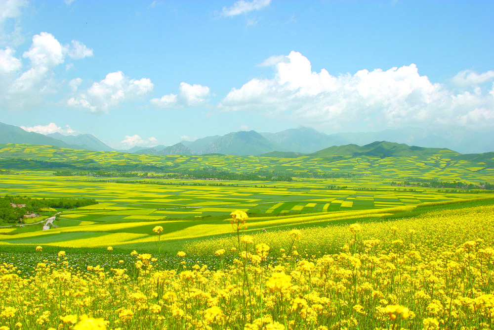 青海綠色有機農(nóng)畜產(chǎn)品輸出地建設(shè)加速“奔跑”