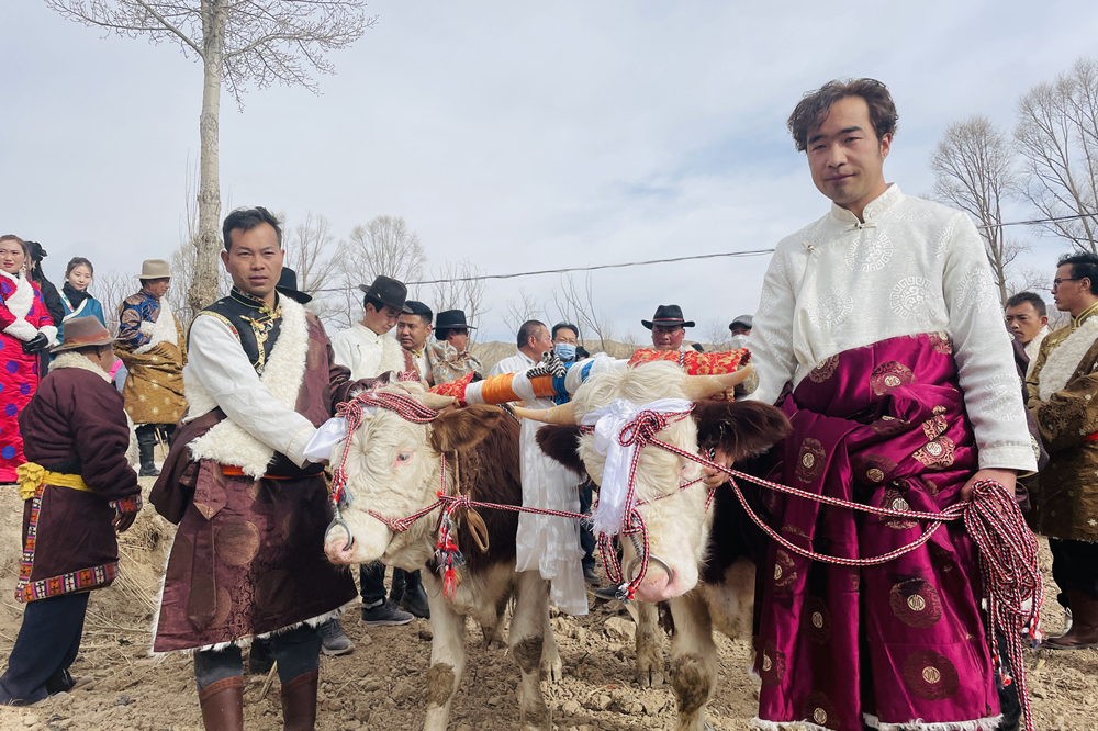 “二牛抬杠”開(kāi)啟新春第一犁。海南州委宣傳部供圖