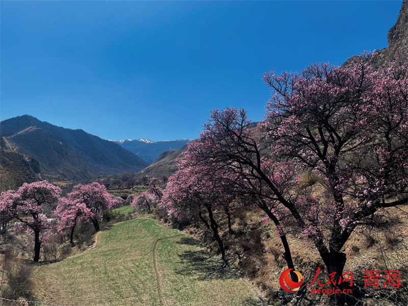  野杏花漫山遍野。人民網(wǎng) 況玉攝