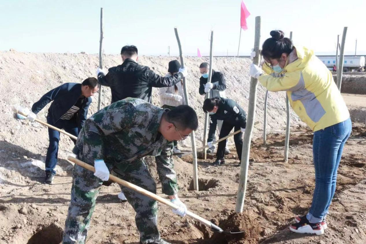 參與植樹造林。茫崖市自然資源局供圖