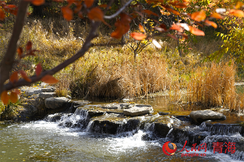 湟水濕地公園秋色。 人民網(wǎng)記者 甘海瓊攝