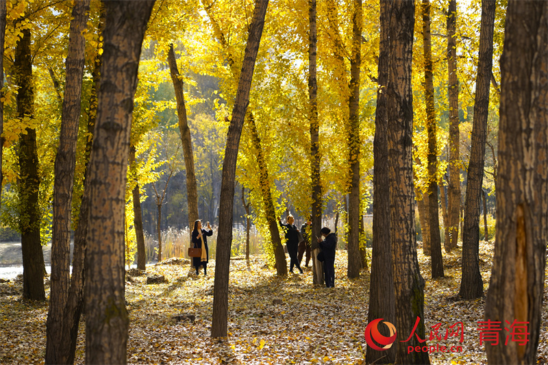 西寧市民在湟水濕地公園。人民網(wǎng)記者 甘海瓊攝