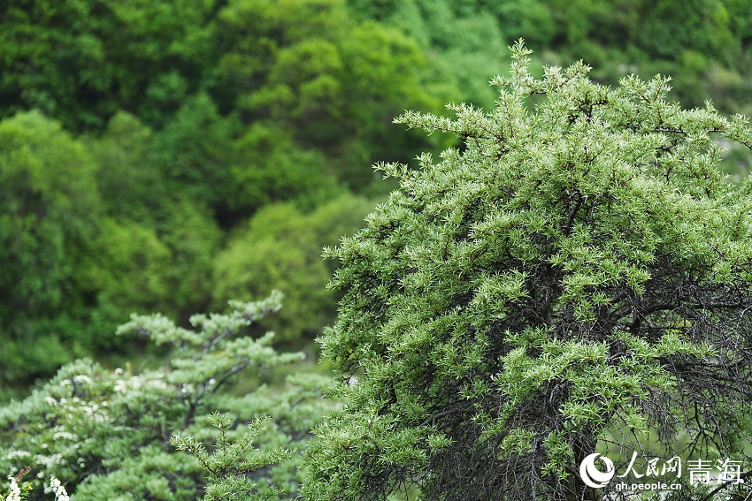 娘娘山麓。人民網(wǎng) 陳明菊攝