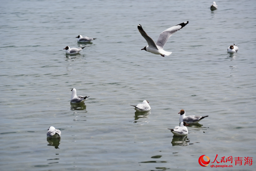 青海湖水鳥翔集。人民網(wǎng) 陳明菊攝