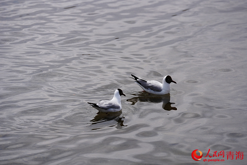 青海湖水鳥翔集。人民網(wǎng) 陳明菊攝