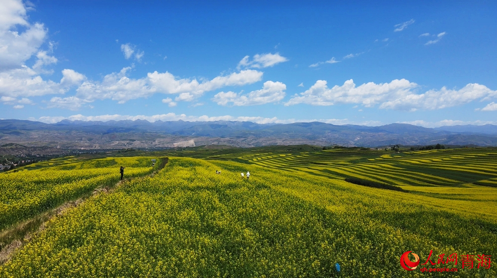 遜讓鄉(xiāng)油菜花田。人民網(wǎng) 陳明菊攝