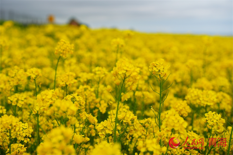 青海湖畔油菜花盛開。人民網(wǎng) 陳明菊攝