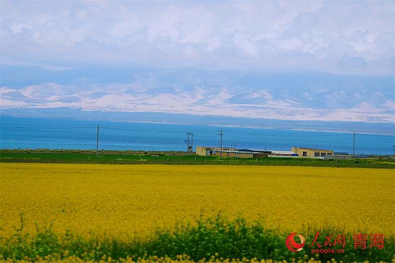 青海湖畔油菜花盛開。人民網(wǎng) 陳明菊攝