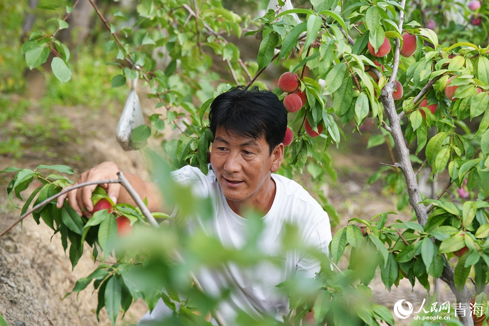 游園采摘。人民網(wǎng) 陳明菊攝