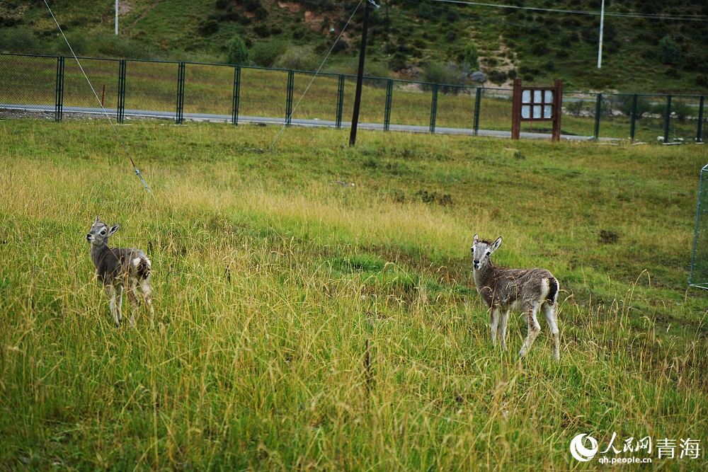 救助在祁連山國(guó)家公園野生動(dòng)物救護(hù)中心的藏原羚。人民網(wǎng) 陳明菊攝