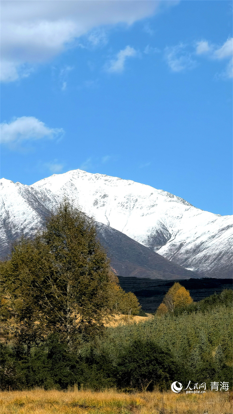 在大通縣東峽鎮(zhèn)，橙黃與雪白交織。人民網(wǎng) 馬可欣攝