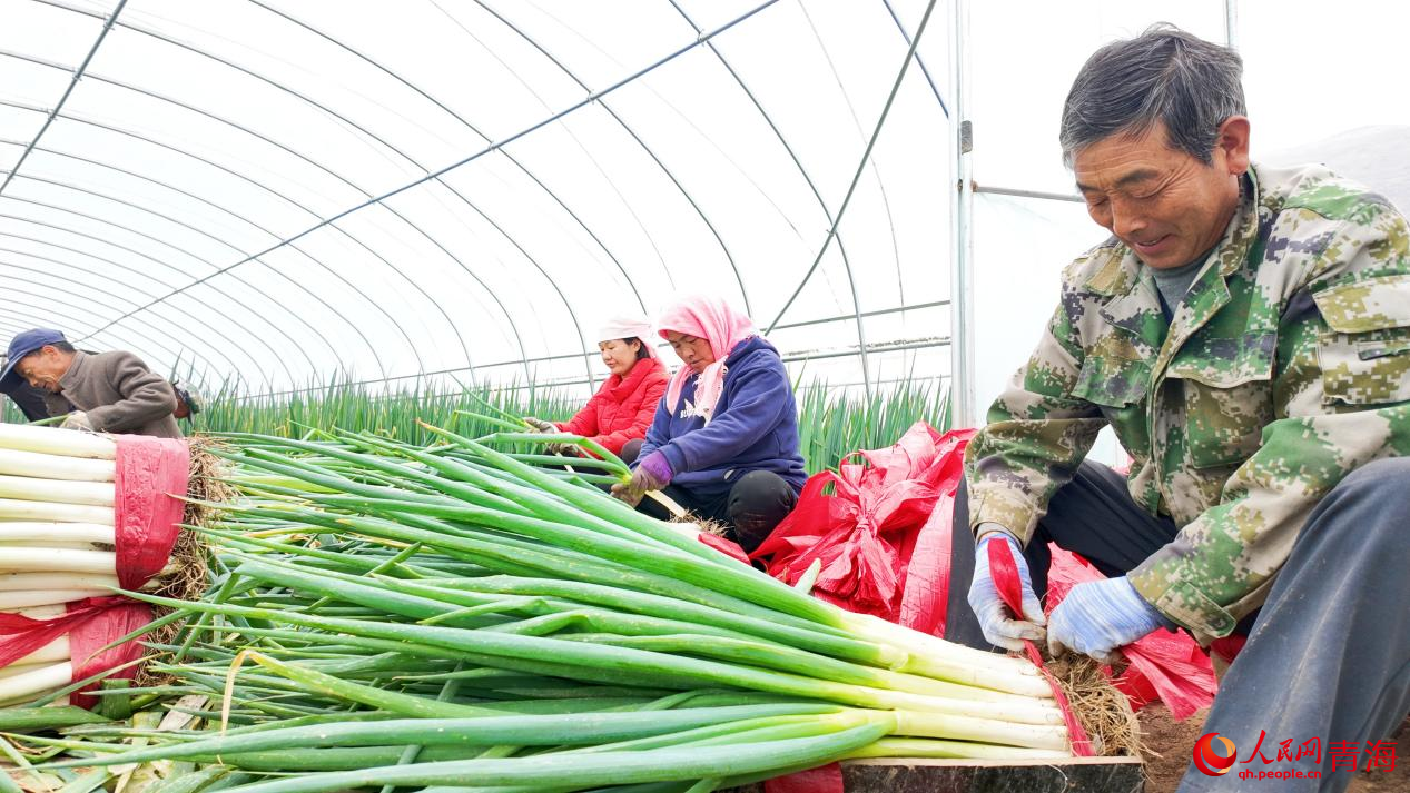 種植戶采收大蔥。人民網(wǎng) 況玉攝