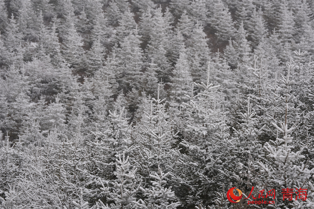 雪凇掛枝頭，寧靜而柔美。人民網(wǎng) 馬可欣攝